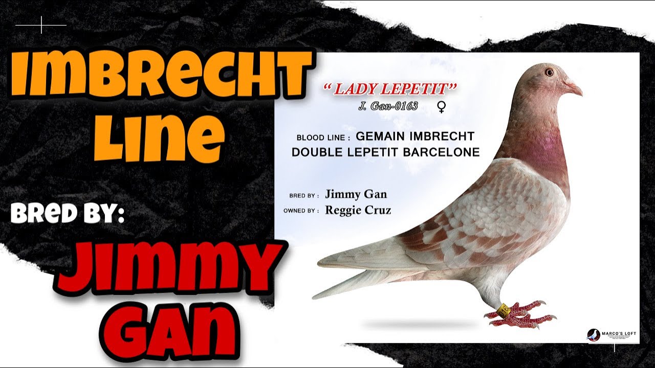 IMBRECHT LINE BRED BY MR.JIMMY GAN | KALAPATIPS MONDAY ROUTINE |Reggie Cruz Loft & Aviary