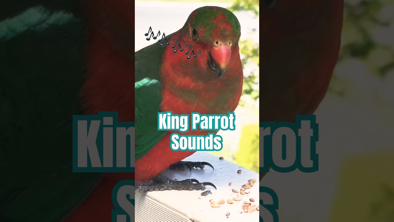 KING PARROT Sounds | Australia's Beautiful Parrot BIRD #birdsounds