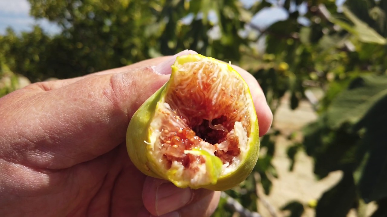 Brooklyn White Fig