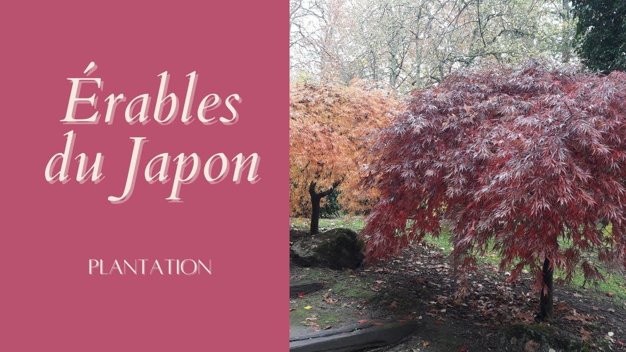 Érable du Japon: Plantation - Monjardindansleslandes