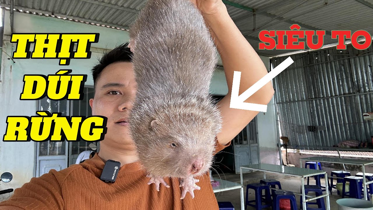 Vĩnh Lần Đầu Ăn DÚI Rừng - Bò Nướng Kiến Vàng, Ngon Khó Cưỡng.