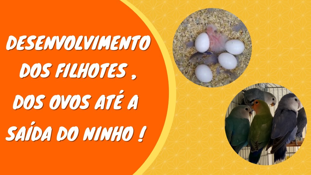 DESENVOLVIMENTO DOS FILHOTES |  AGAPORNIS ROSEICOLLIS !!!