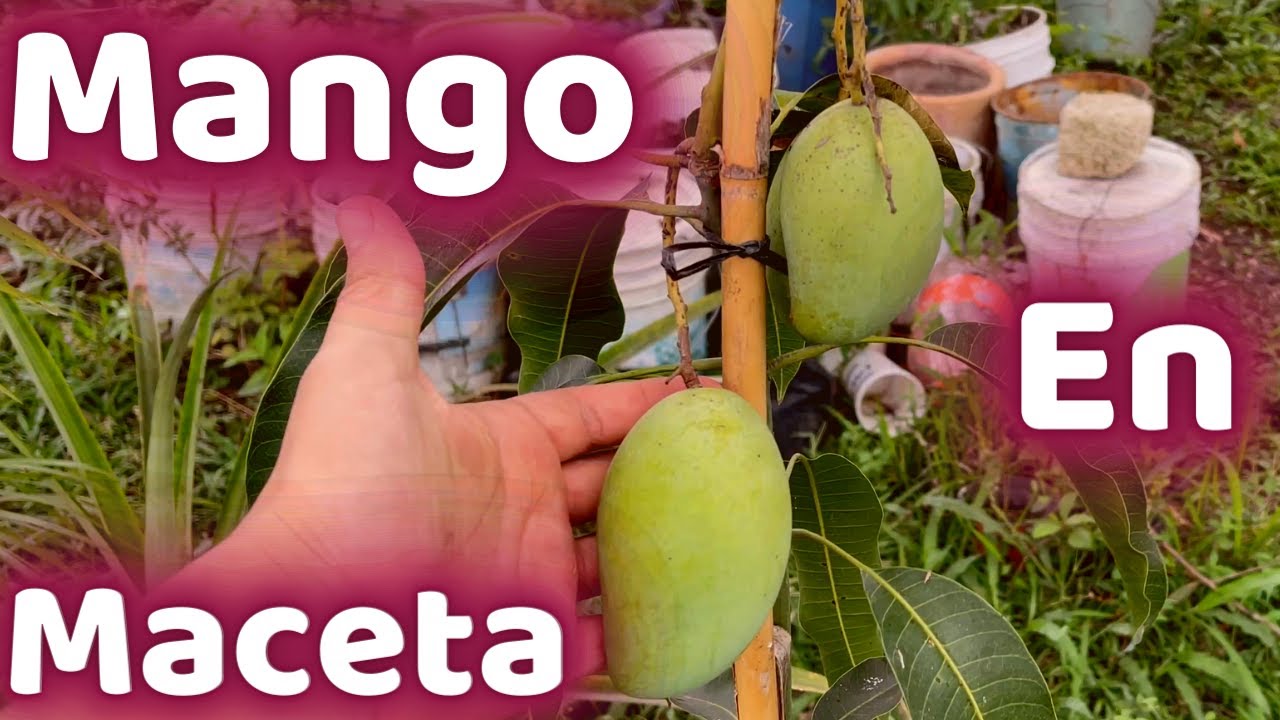 YA NO ESPERES AÑOS PARA TENER MANGO CON FRUTOS EN MACETA || HUERTO CITADINO