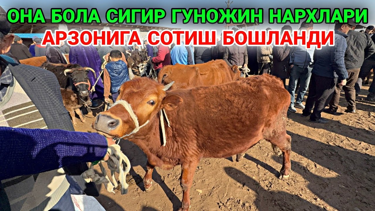 АРЗОНИГА СОТИЛМОКДА! 9 МАРТ КАРШИ КАРВОН МОЛ БОЗОРИ НАРХЛАРИ 2026. ОНА БОЛА СИГИР ГУНОЖИН НАРХЛАРИ 