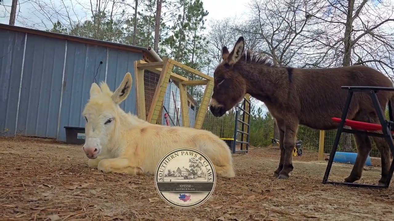 Donkey cam: Grace and Daisy ready for a nap