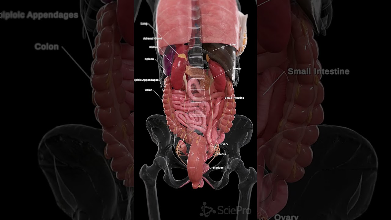 🔍 A Rear View of the Female Organs: Understanding the Anatomy 🔍#anatomy #meded