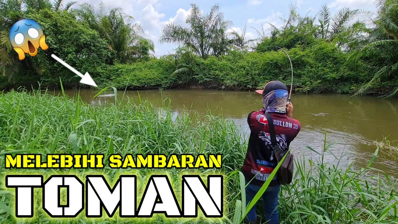 TERKEJUT..!! SEPERTI SAMBARAN IKAN TOMAN