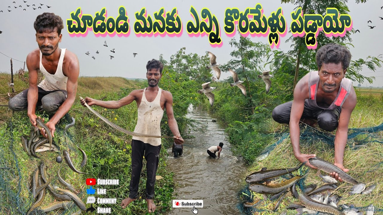 మనకు ఎన్ని కొరమేళ్లు పడ్డాయో #fishing #penumudi #villagevlog #koramenu #hunting #village #dryfish