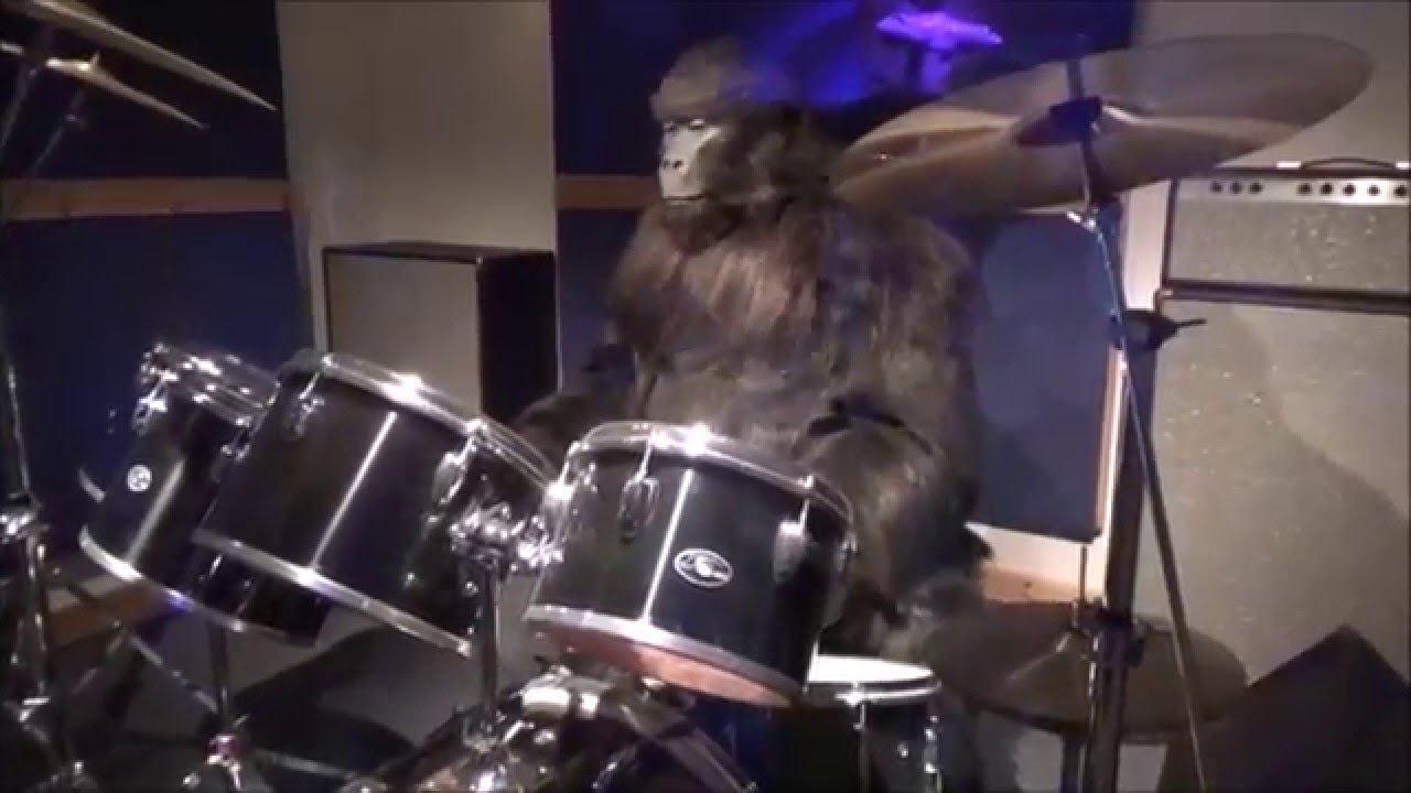 Cadbury Gorilla Advert Animatronic - Cadbury World