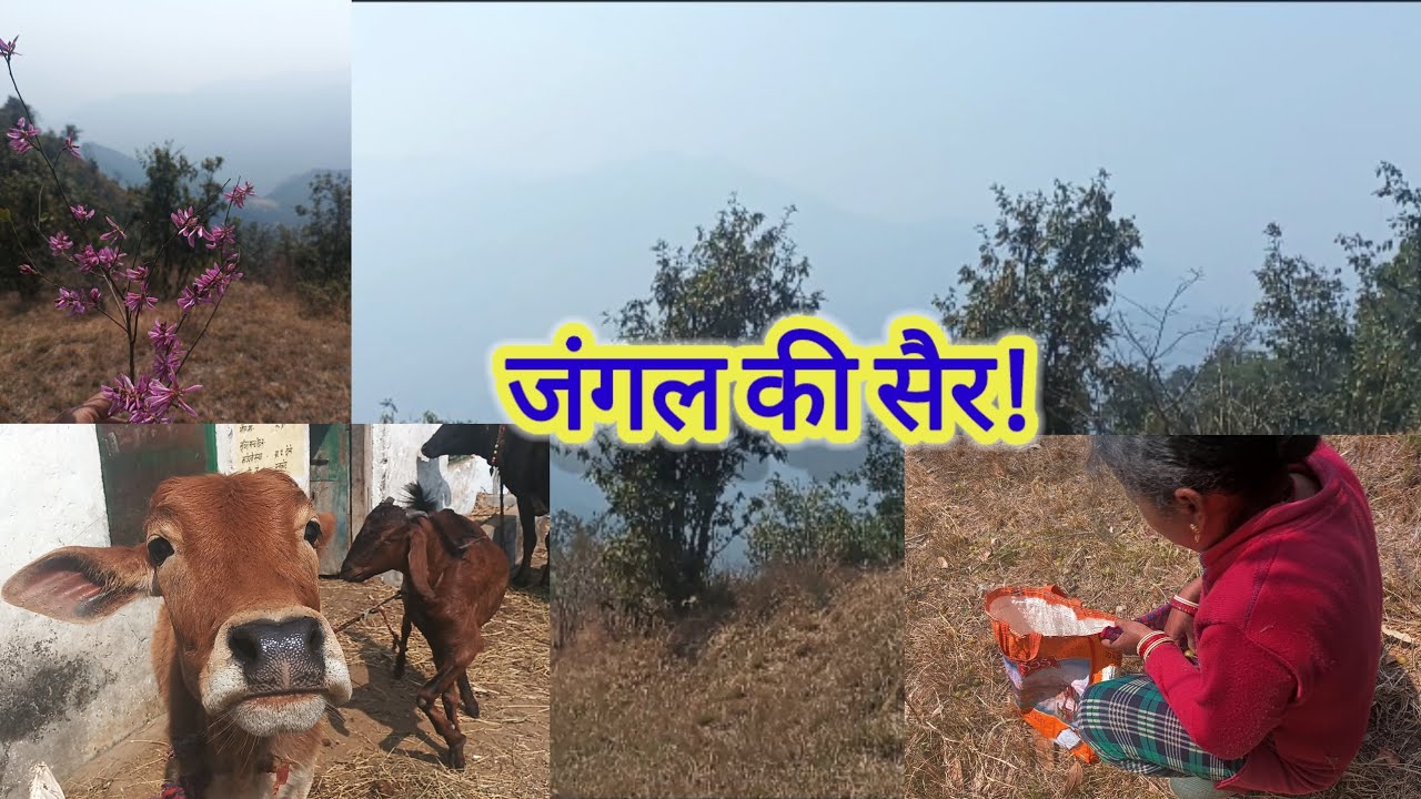 जंगल की सैर #devbhoomiuttrakhand #pithoragarh #pahadilifestyle #viralvideo  