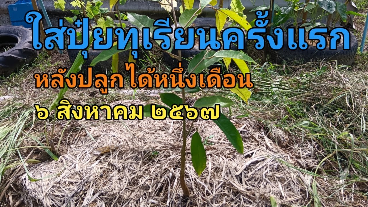 ใส่ปุ๋ยทุเรียนครั้งแรกหลังปลูกได้หนึ่งเดือน ๖ สิงหาคม ๒๕๖๗