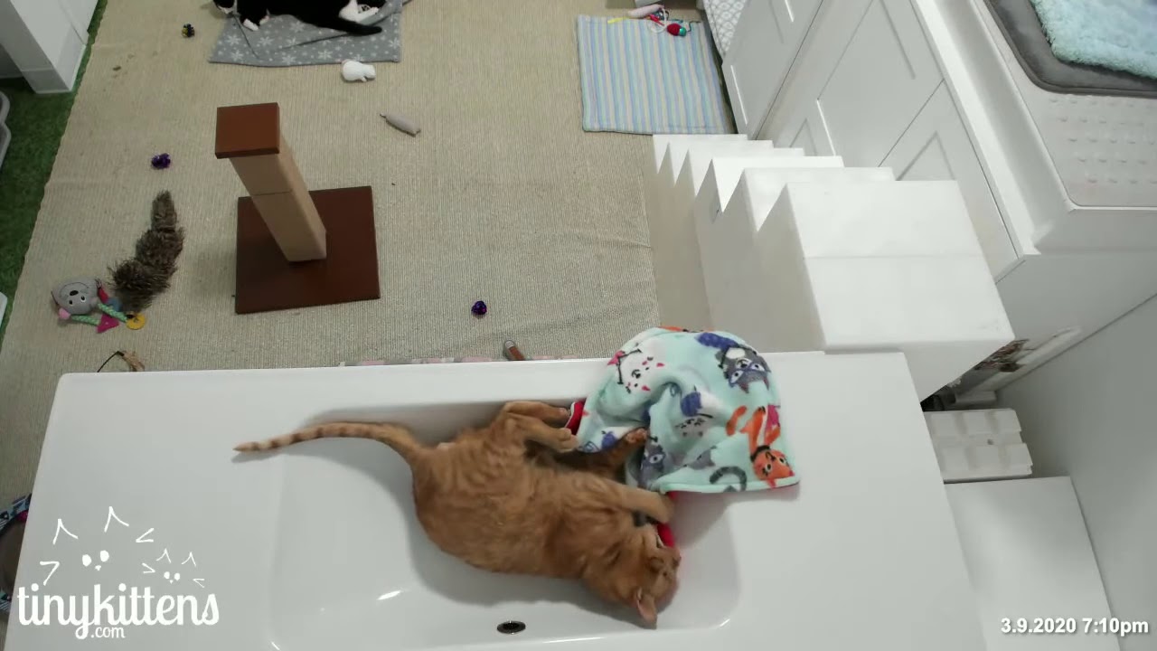 Blind cat Thor falls in love with sink!
