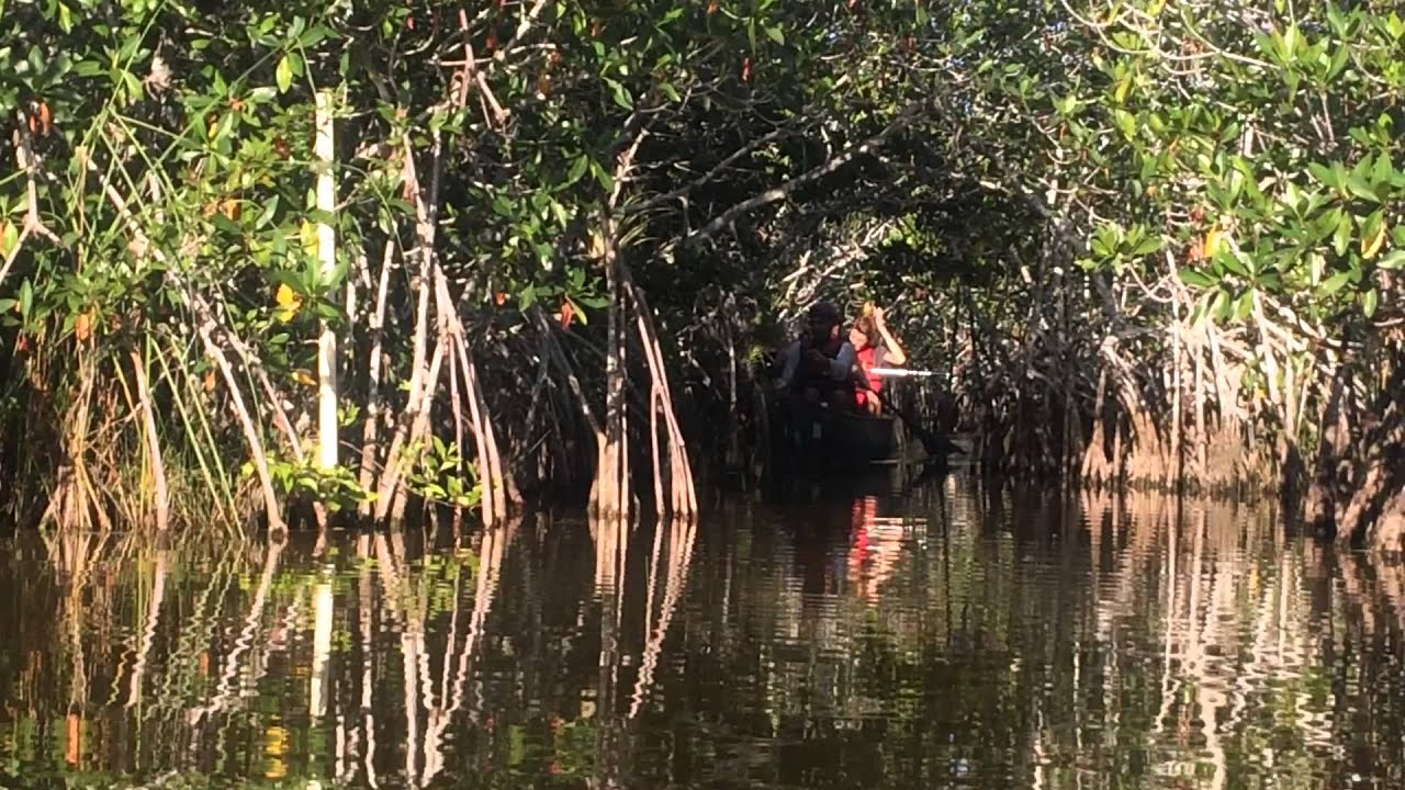 Through the Mangrove Tunnel of Nine-Mile-Pond, Everglades National Park.