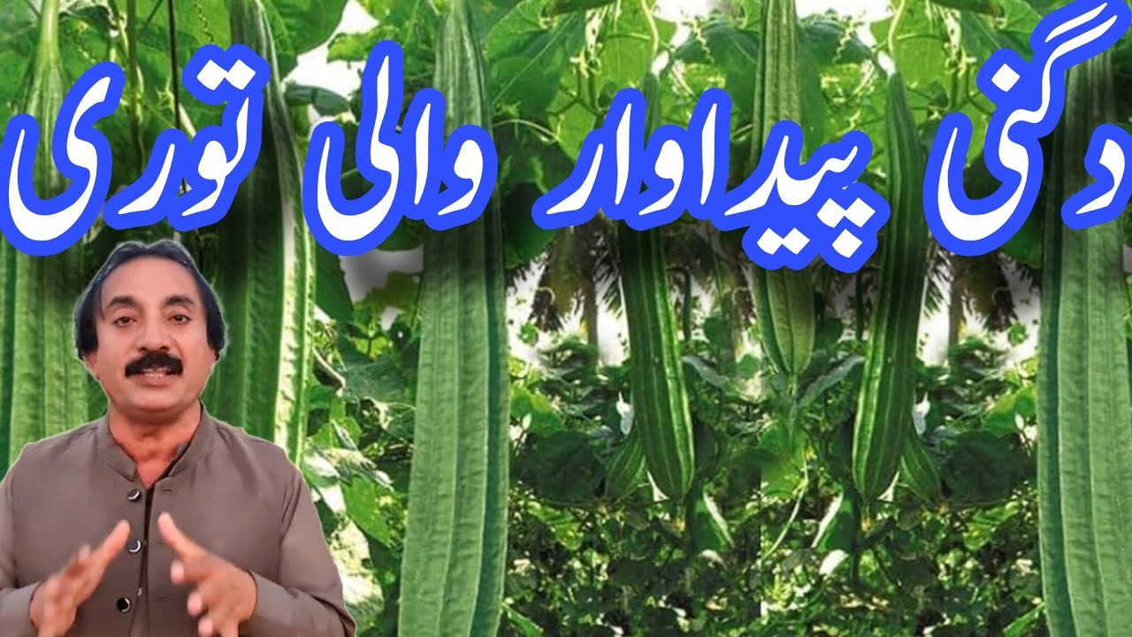  توری کی کاشت کامکمل طریقہ | کم خرچہ میں دگنی پیداوار 