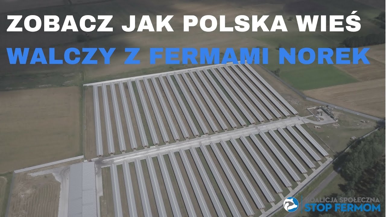 Życie w sąsiedztwie fermy norek - posłuchaj głosu mieszkańców Jesiony i Cieszyna