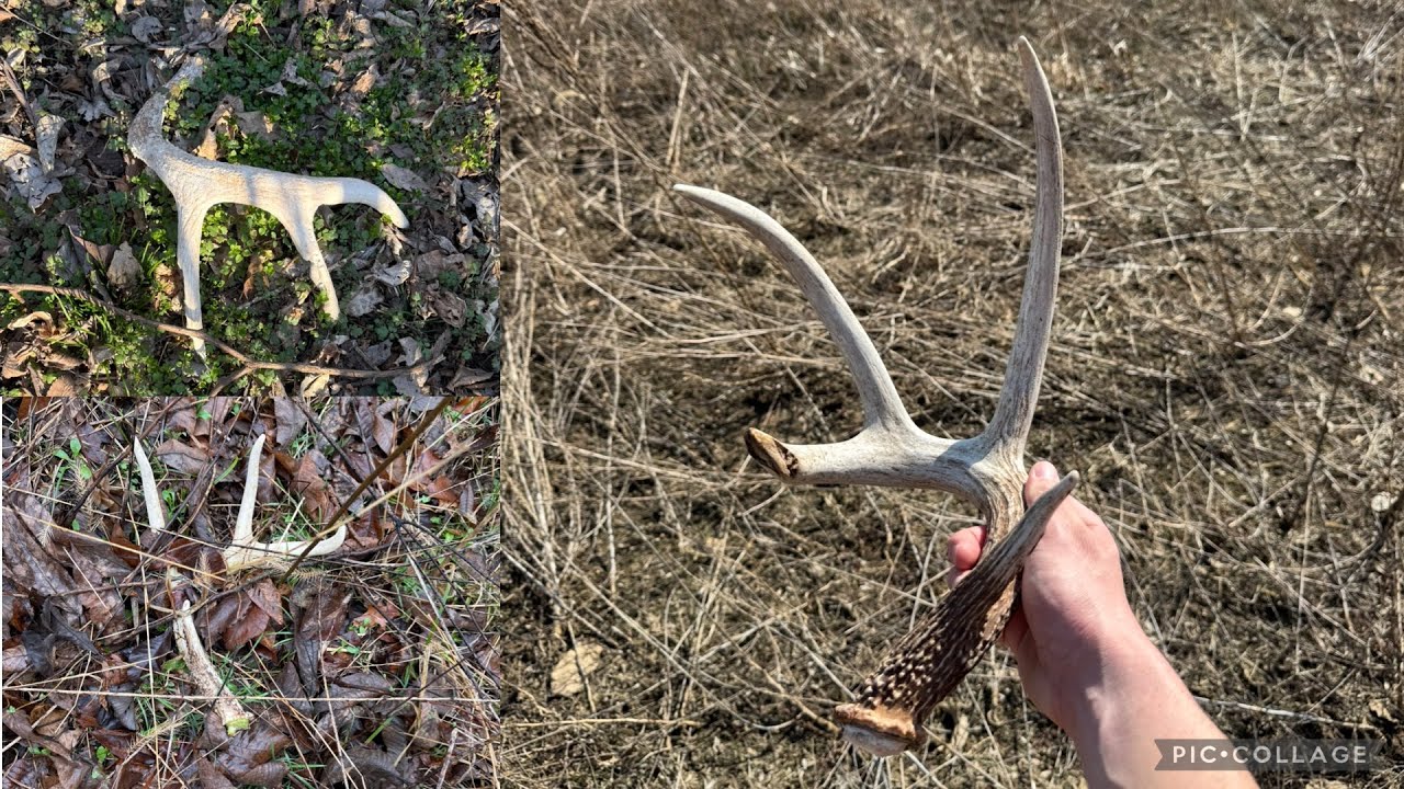 Illinois Shed Hunting! New Farms, Old Deer! 2026