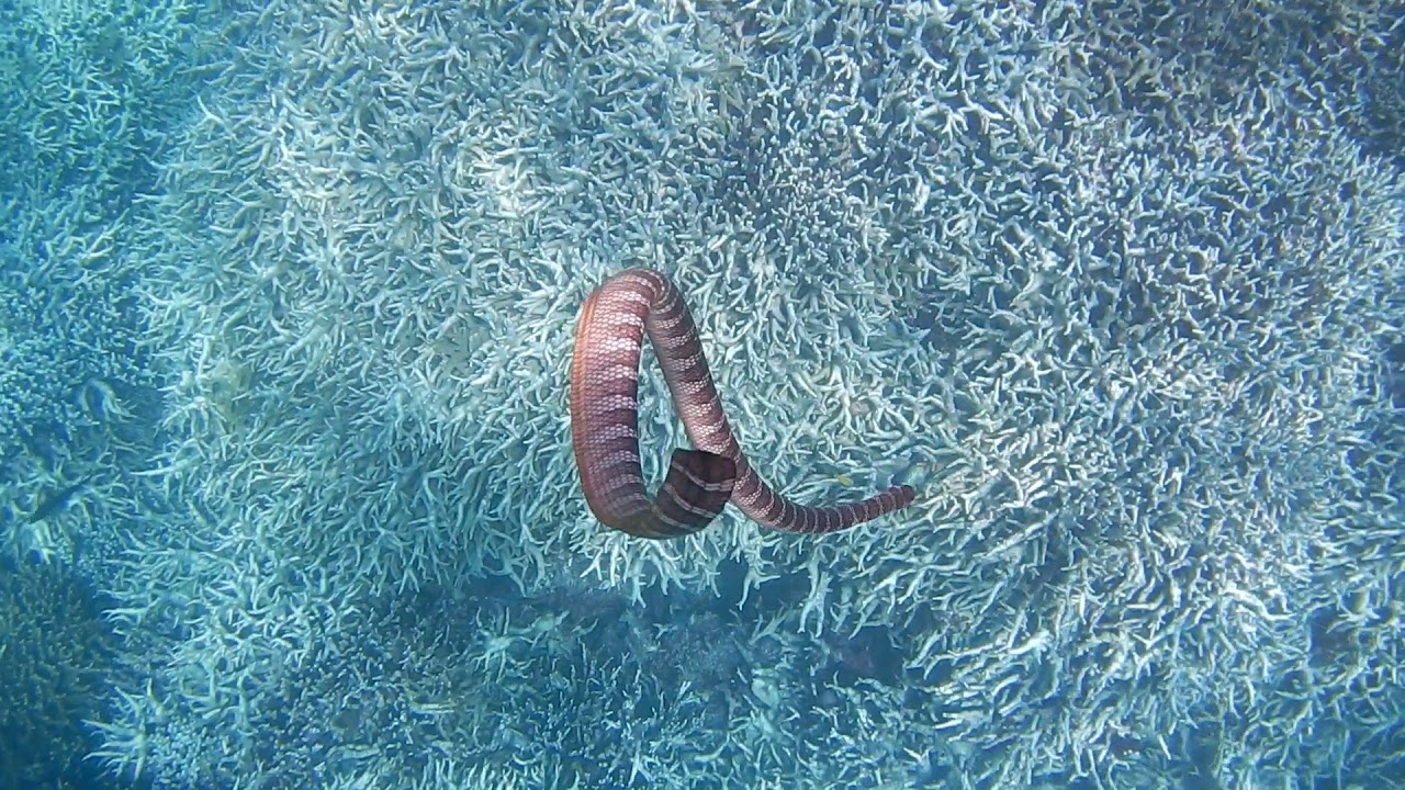 しつこすぎたウミヘビ