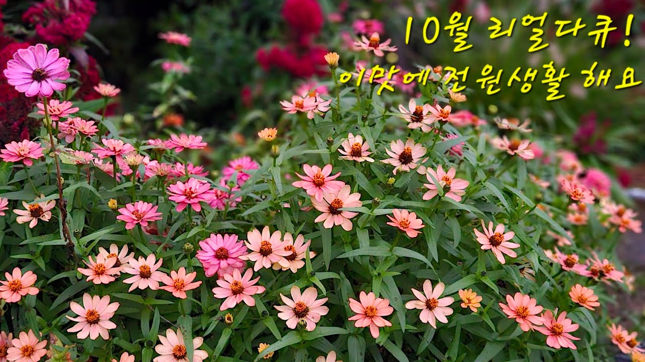 10월 가을날의 리얼다큐,이맛에 전원생활 해요,힐링 하세요,꽃 키우는 정원 도전 해보세요,냥이들은 행복,