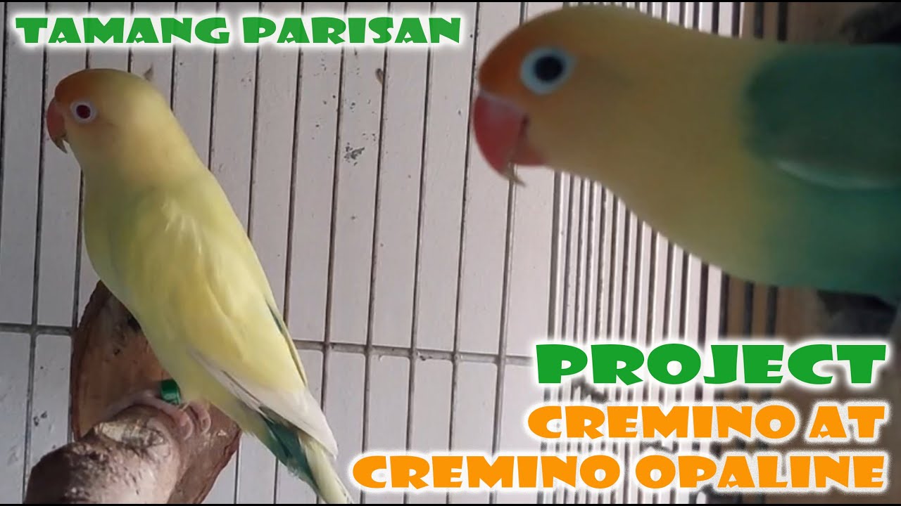 PAANONG GUMAWA NG CREMINO AT CREMINO OPALINE