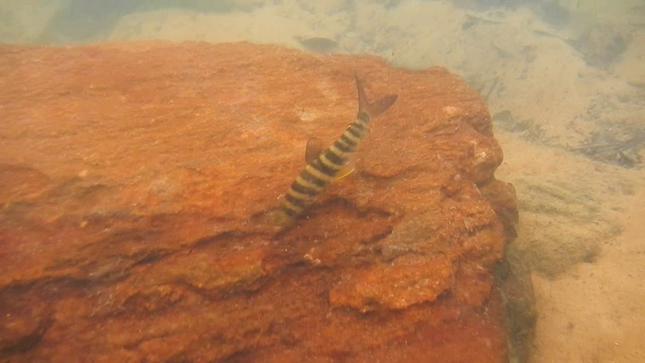 Rio Xingu Underwater