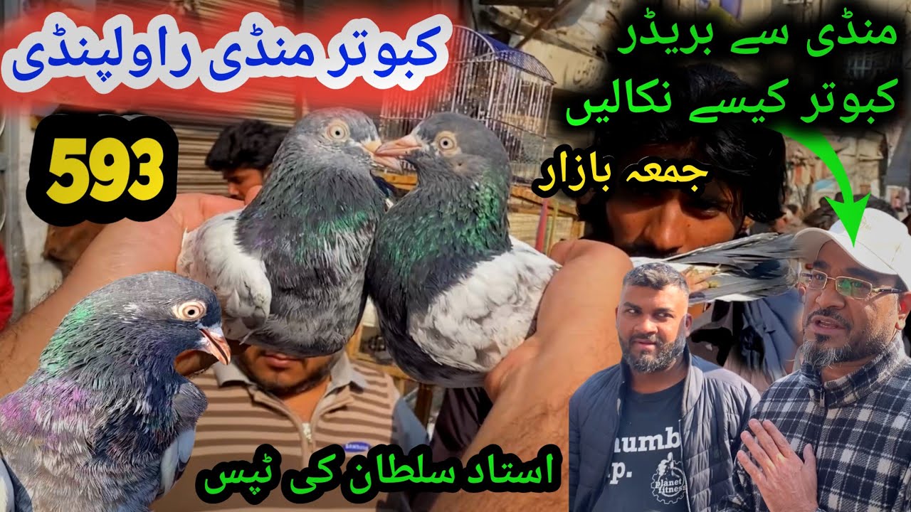 593 | Friday Kabootar Mandi Rawalpindi | 5/12/2025 | High Flyer Breeder Kabutar Ki Pechan !