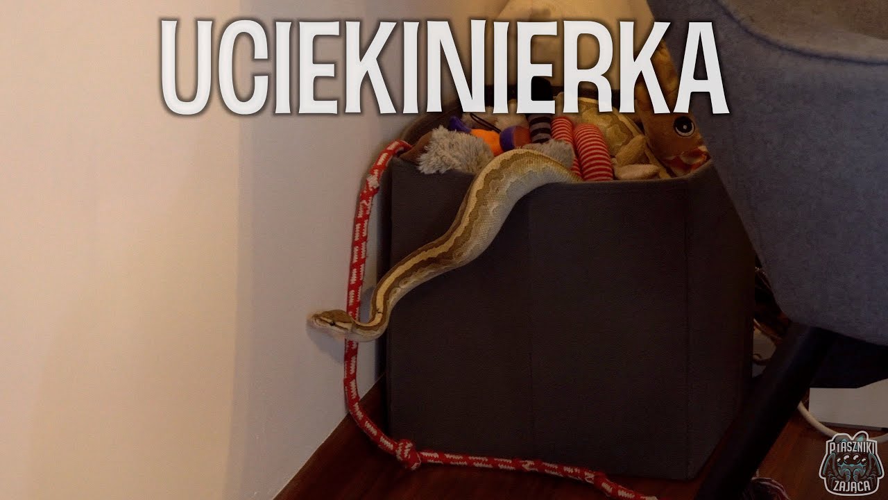 ZNALAZŁEM PYTONA!