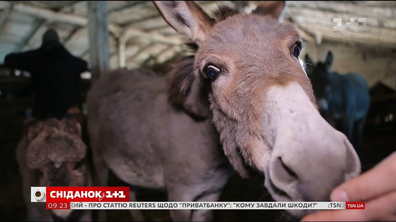 Мой путеводитель. Винницкая область - ослиная ферма и французский колледж
