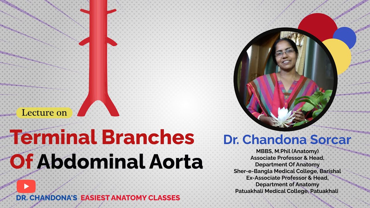 Lecture On Terminal Branches Of Abdominal  Aorta