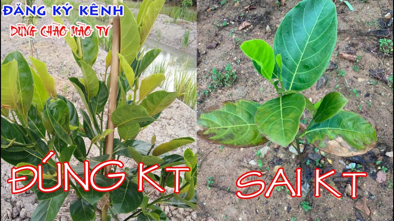 Quy Trình Chăm Sóc Mít Thái Siêu Sớm Từ Khi Mới Trồng Đến 1 Tháng Tuổi Phần 1