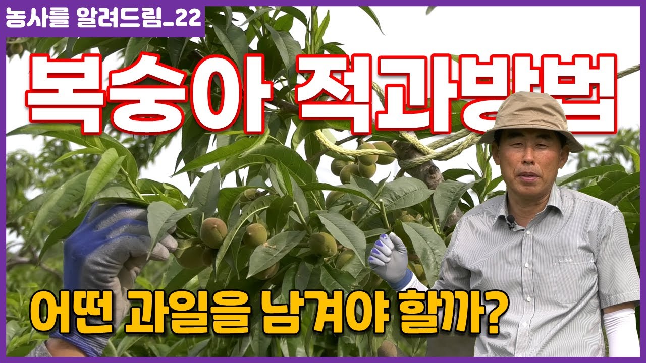 복숭아 적과 방법 남원 춘향골복숭아 적과시기
