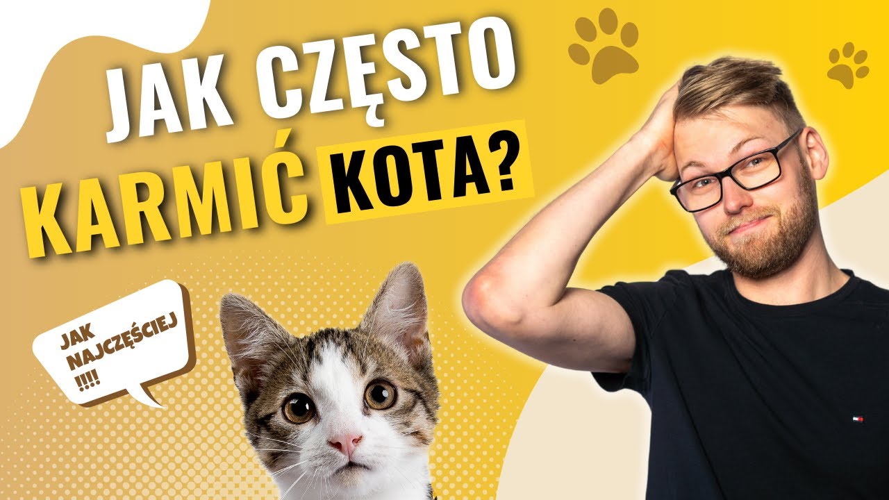 Sekrety Kociego Żywienia: Kalorie, Miska i Rytuały Żywieniowe