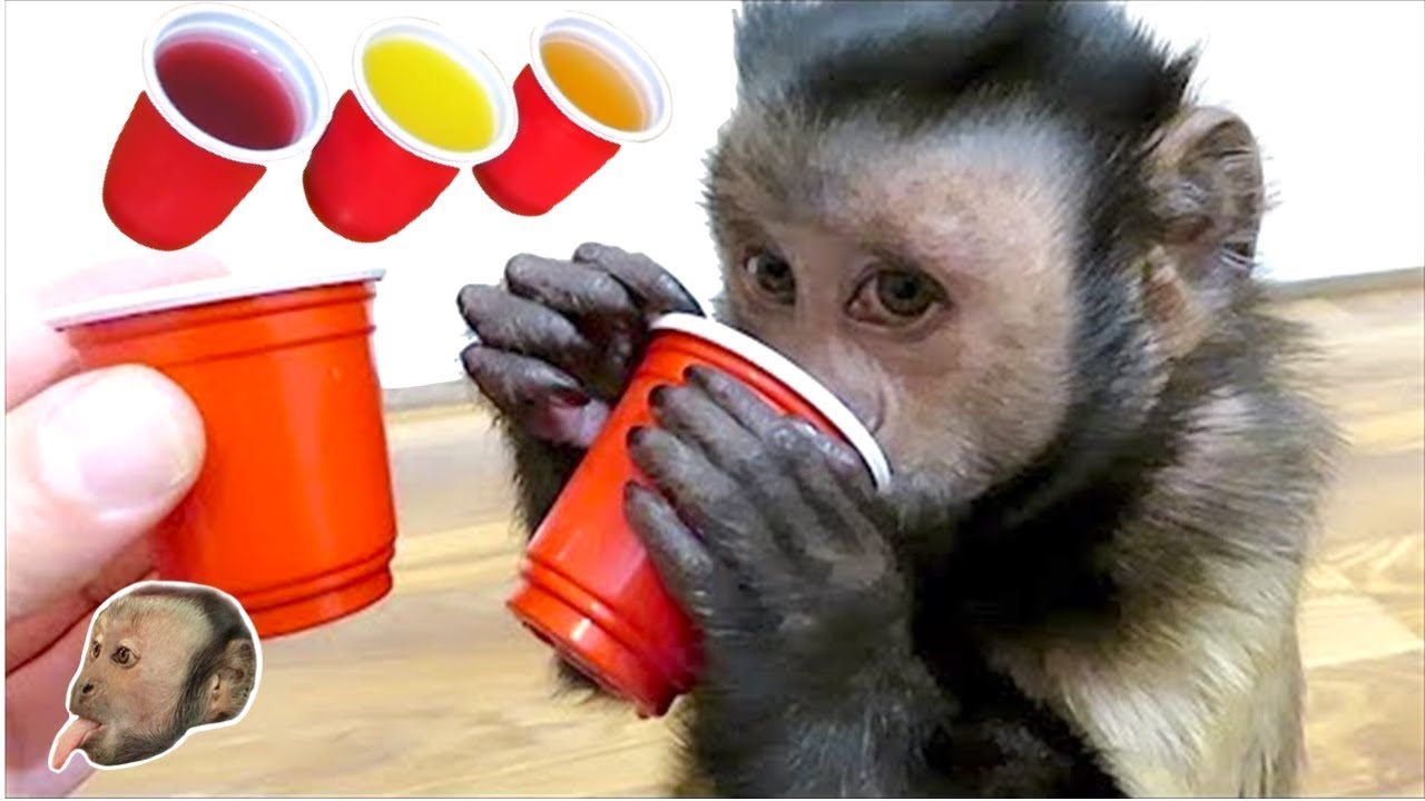 Funny Monkey Juice Taste Test!