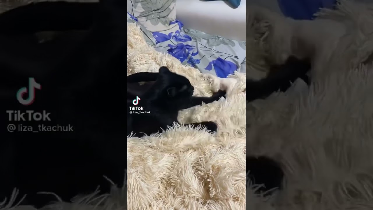 Kitty Making Biscuits Real Fast
