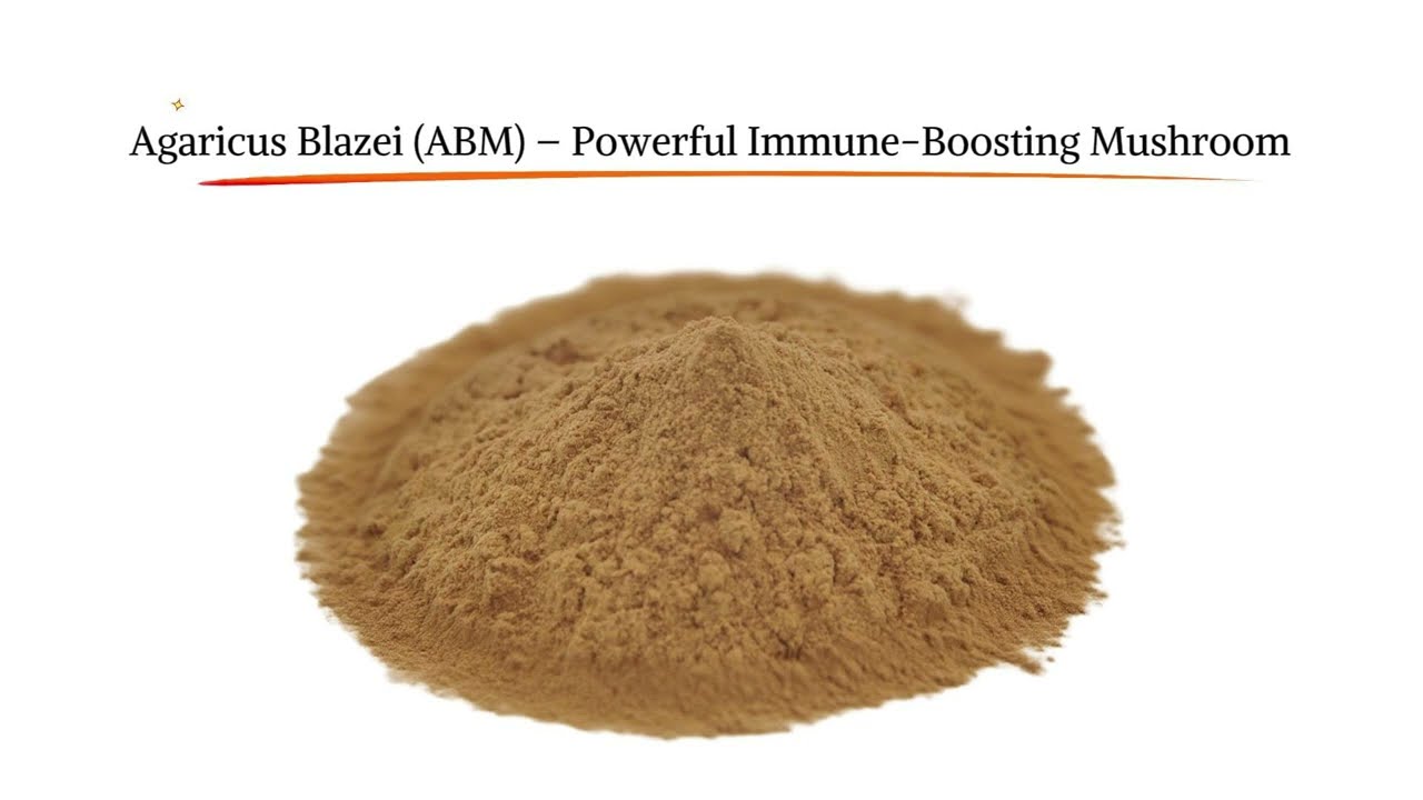Bulk Agaricus blazei Mushroom Extract Powder | NovoHerb
