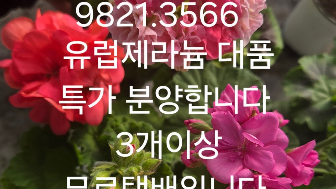 꽃빵빵!유럽제라늄 대품 특가 분양합니다. 3개이상 택비 무료택배입니다 ^^010 9821 3566 