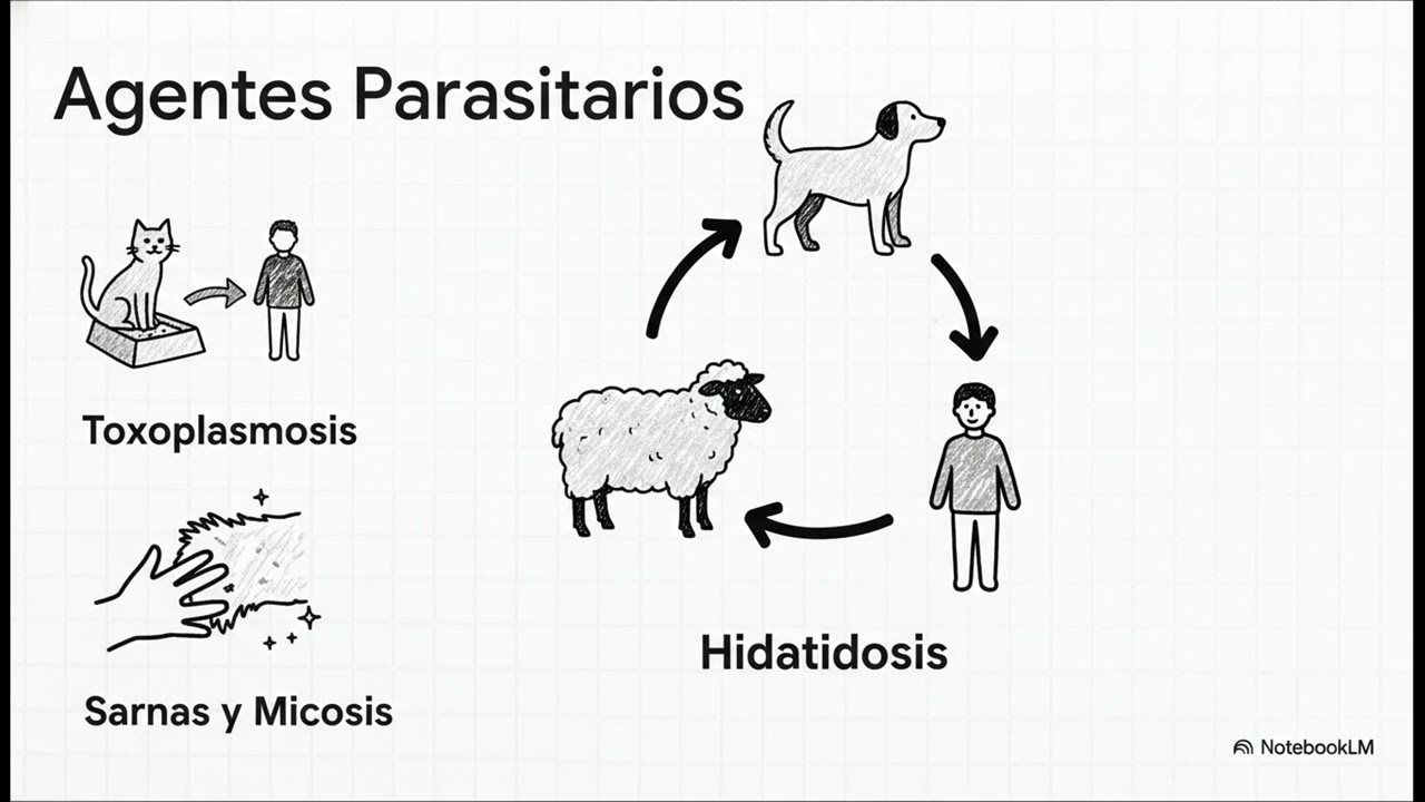 17. Zoonosis Definición y enfermedades principales (Rabia, Hanta, Brucelosis, etc.).