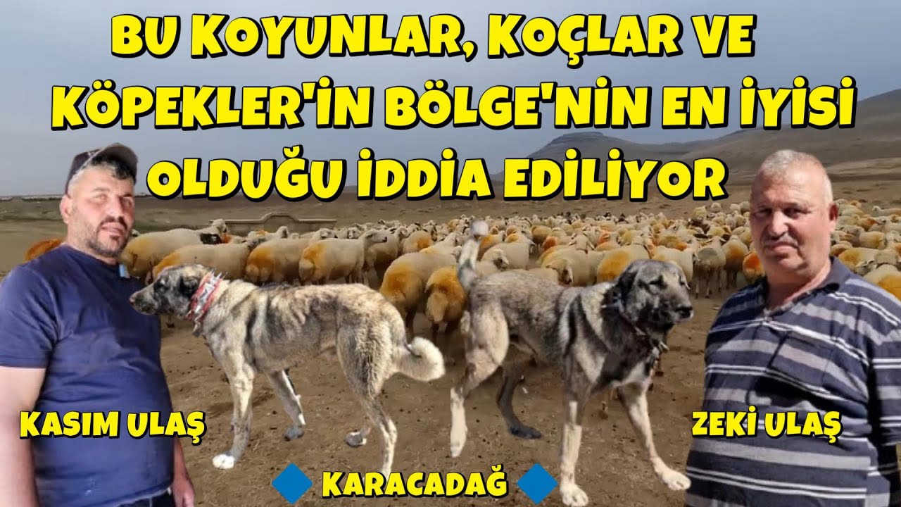 BU KOYUNLAR, KOÇLAR VE KÖPEKLER'İN BÖLGEDE EN İYİSİ OLDUĞU İDDİA EDİLİYOR