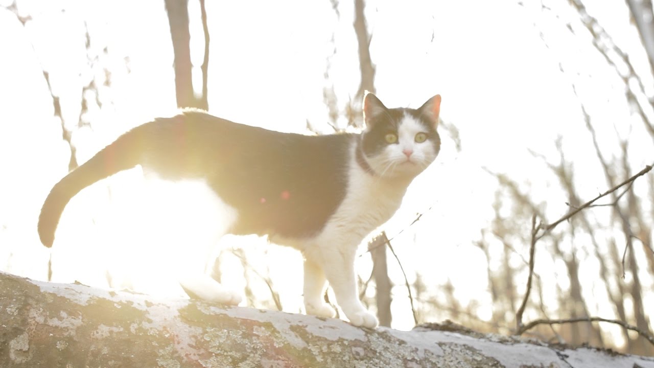 Cinematic Cat Video