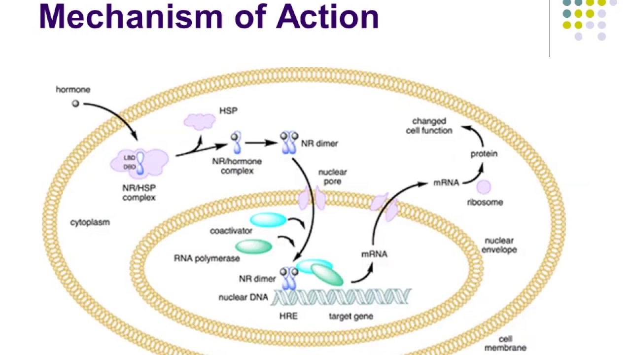 nuclear receptor