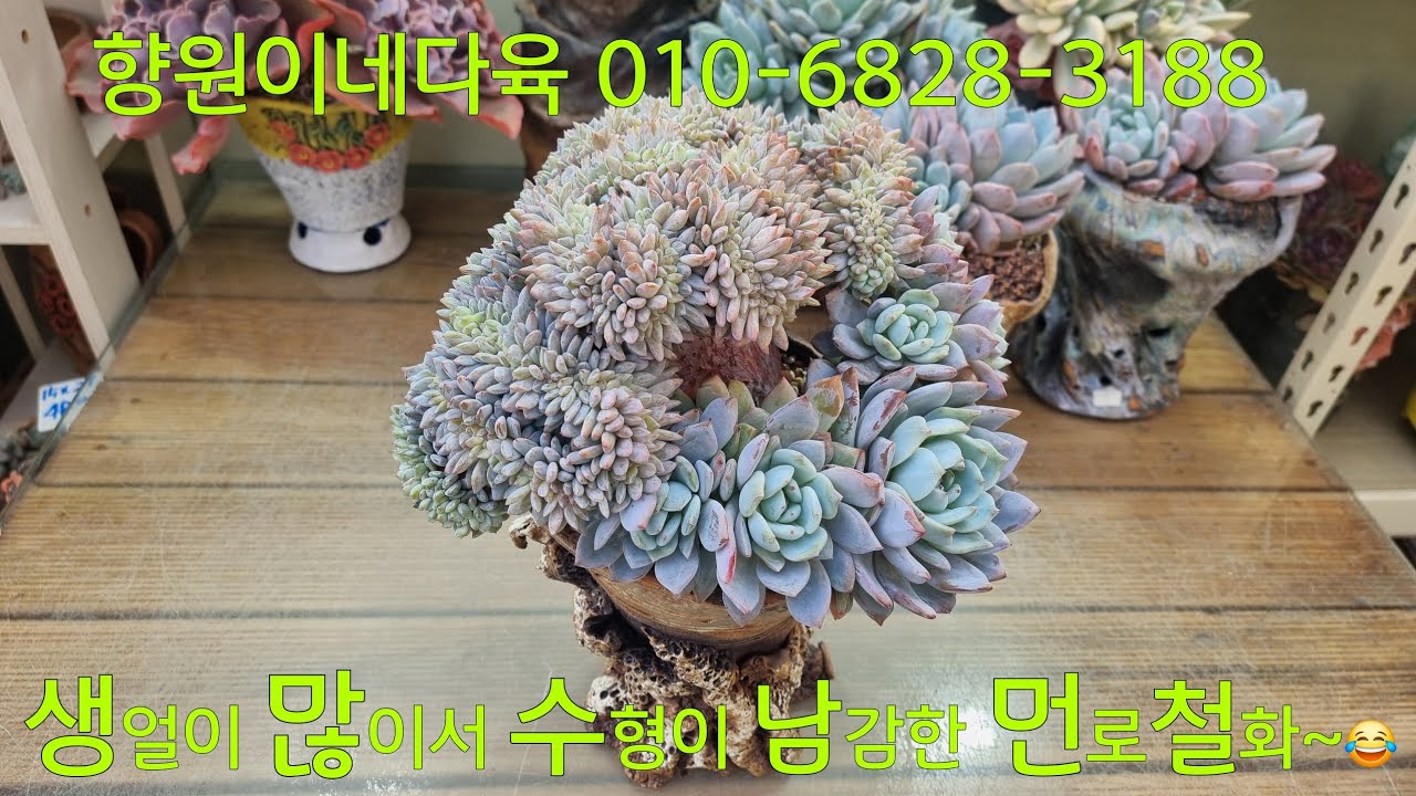 (26.1.20.화)💞먼로철화💞수형 잡아가면서 키우면 원하는 수형 만들수잇어요~😆😁