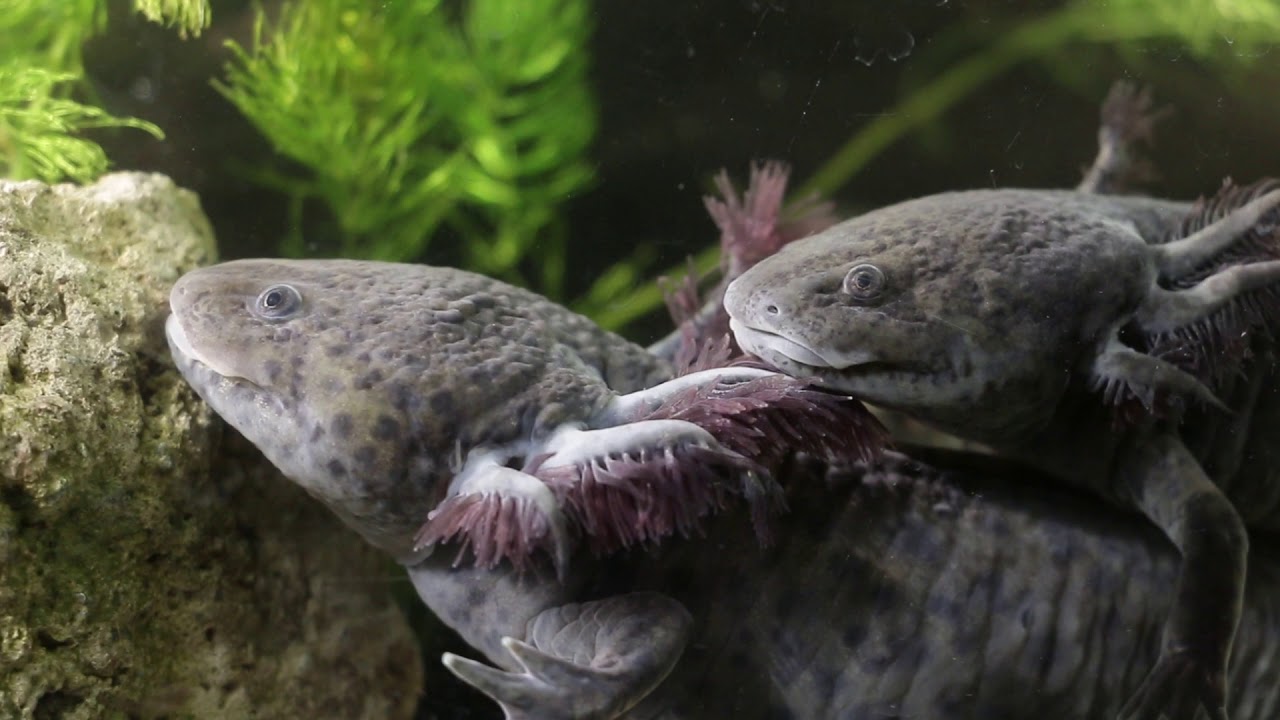 Documental Ajolotes & Xochimilco Mexico / Axolotl documentary