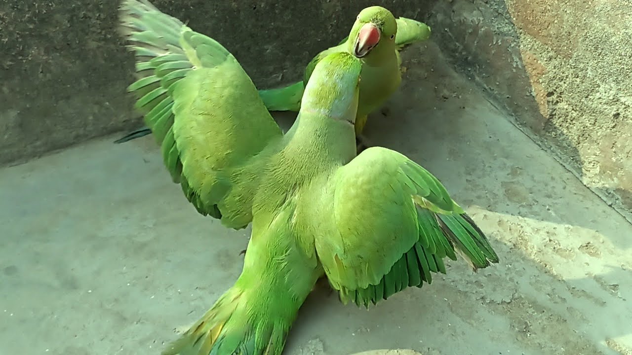 beautiful❤ and so smar😍t green parrot 💯 amazing parrot videos