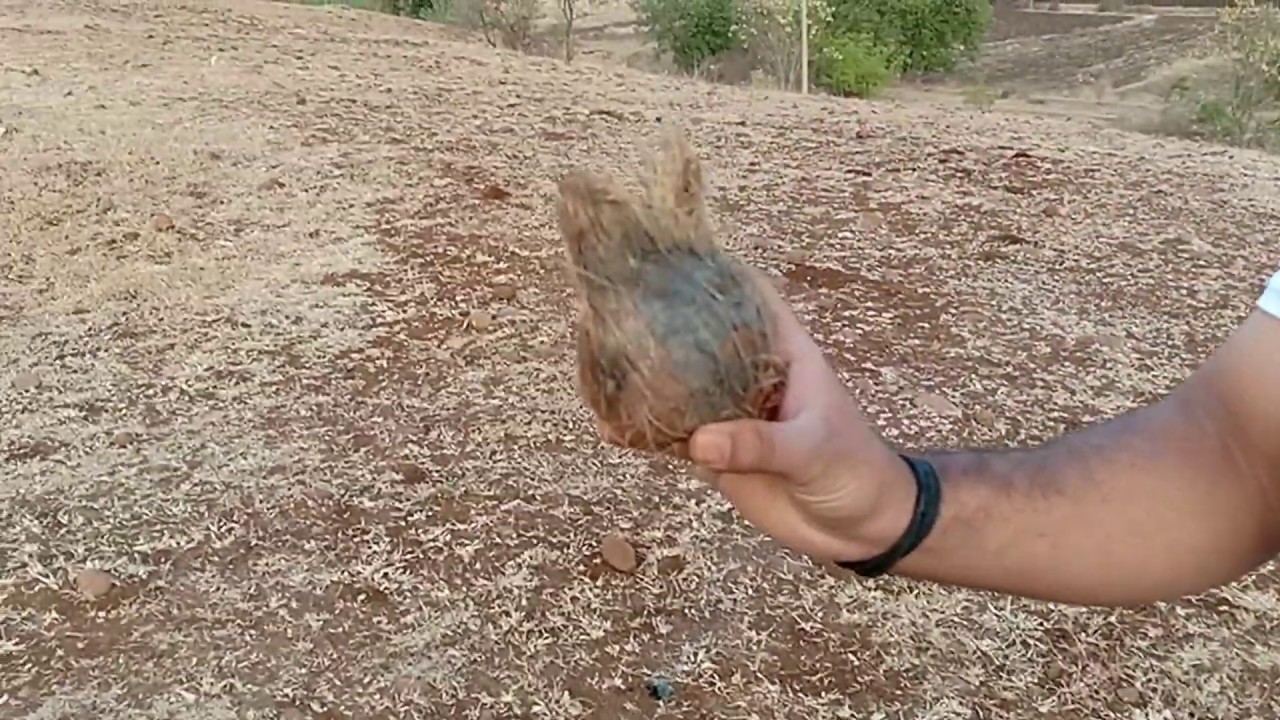 EXPERIMENT : COCONUT vs DIWALI SUTLI || NARIYAL vs BOMB ||