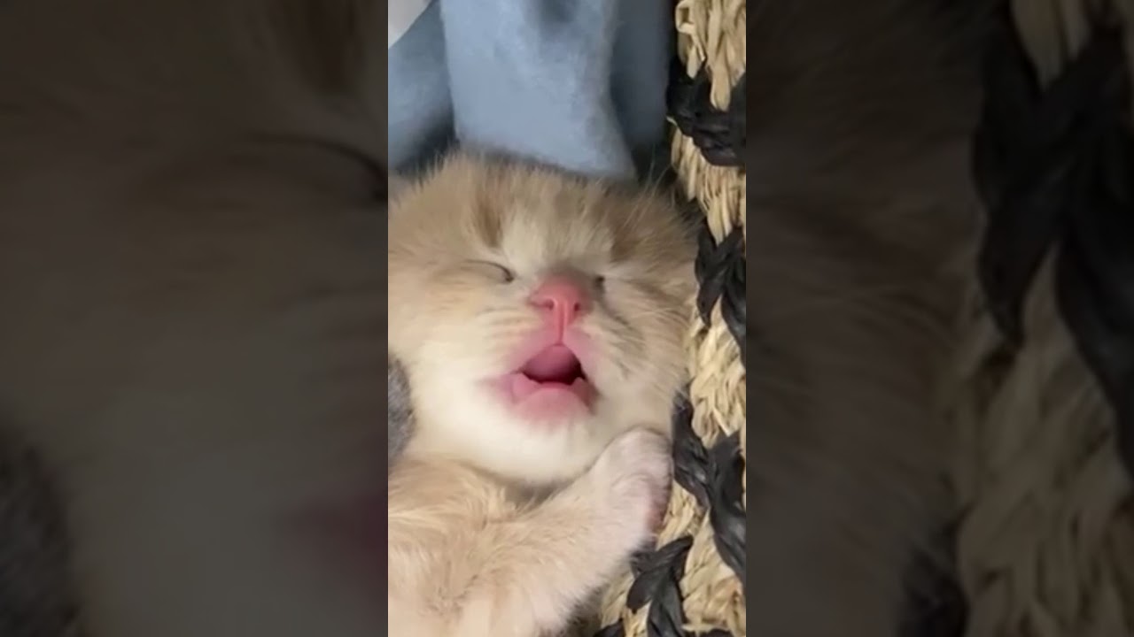 Cat Dreaming About Food 