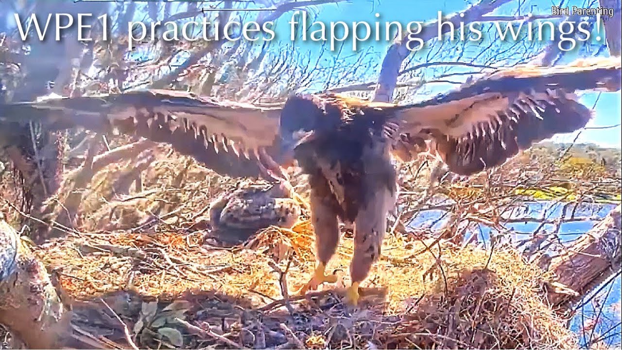 #316🦅🐥46°🐥41°／Winter Park Eagle Nest 2026／Against All Odds:One-Eyed Mom／Wink💗Atlas