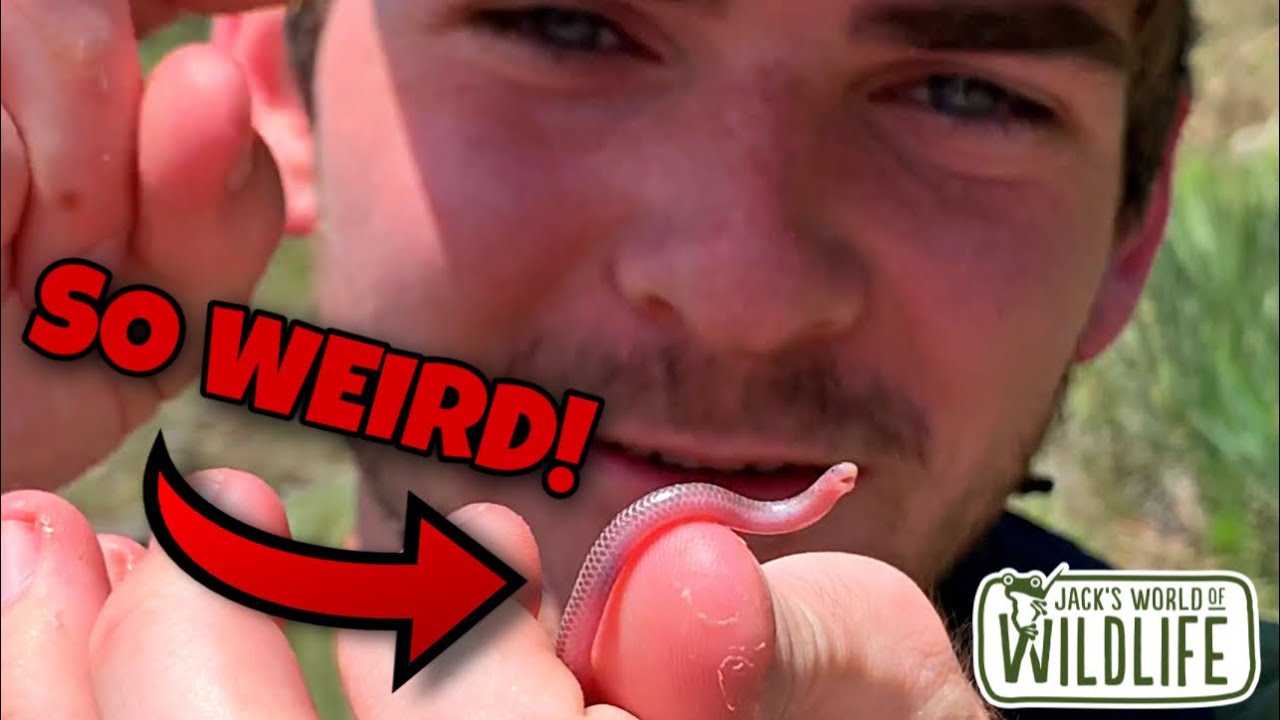 WORM or SNAKE??? Texas blind snake