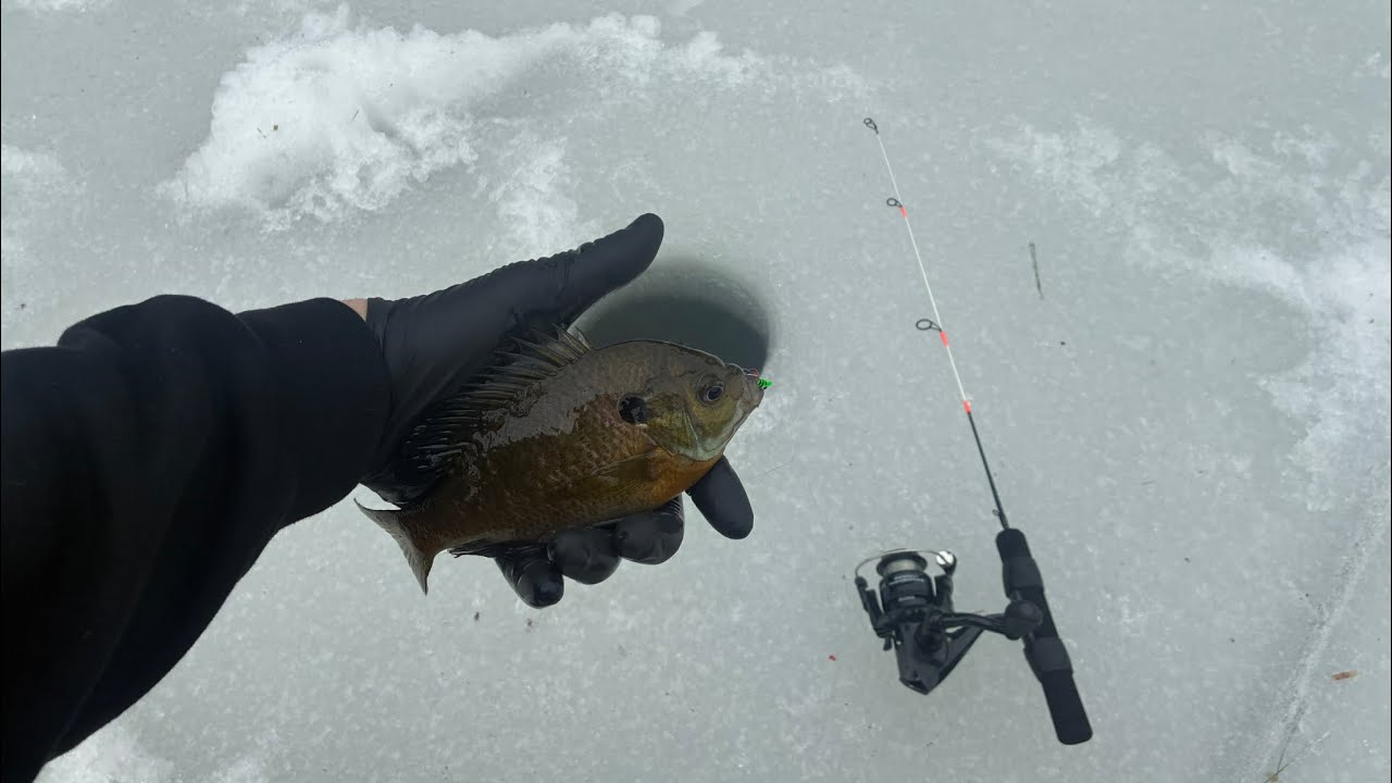 Ice Fishing a Local Pond for Panfish