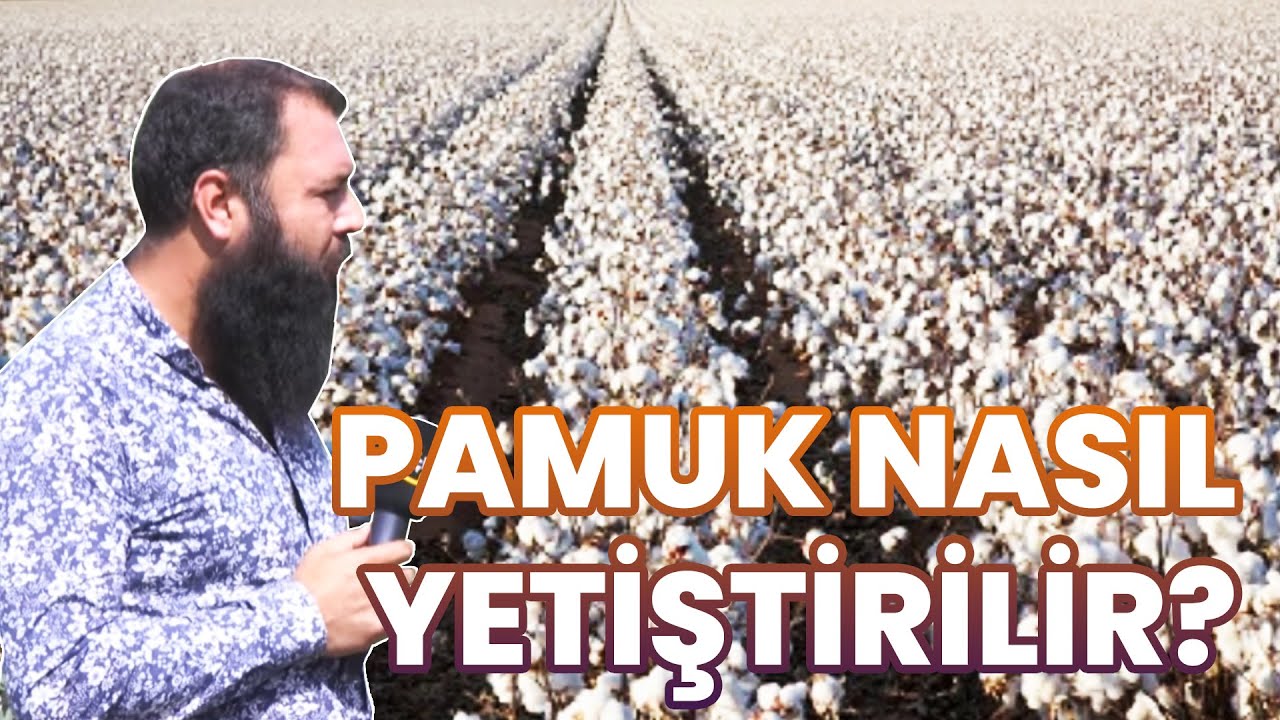 Pamuk Nasıl Yetiştirilir?