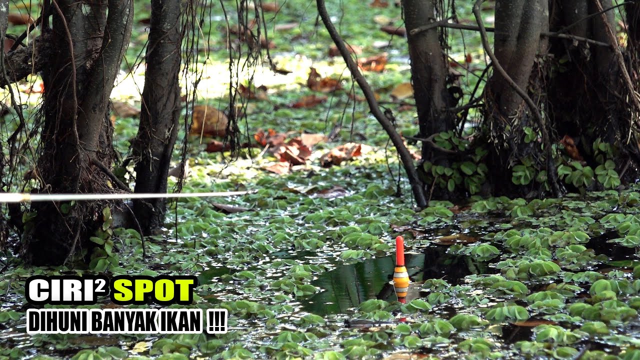 Pemancing manapun pasti yakin kalau spot ini banyak ikannya #SG-300