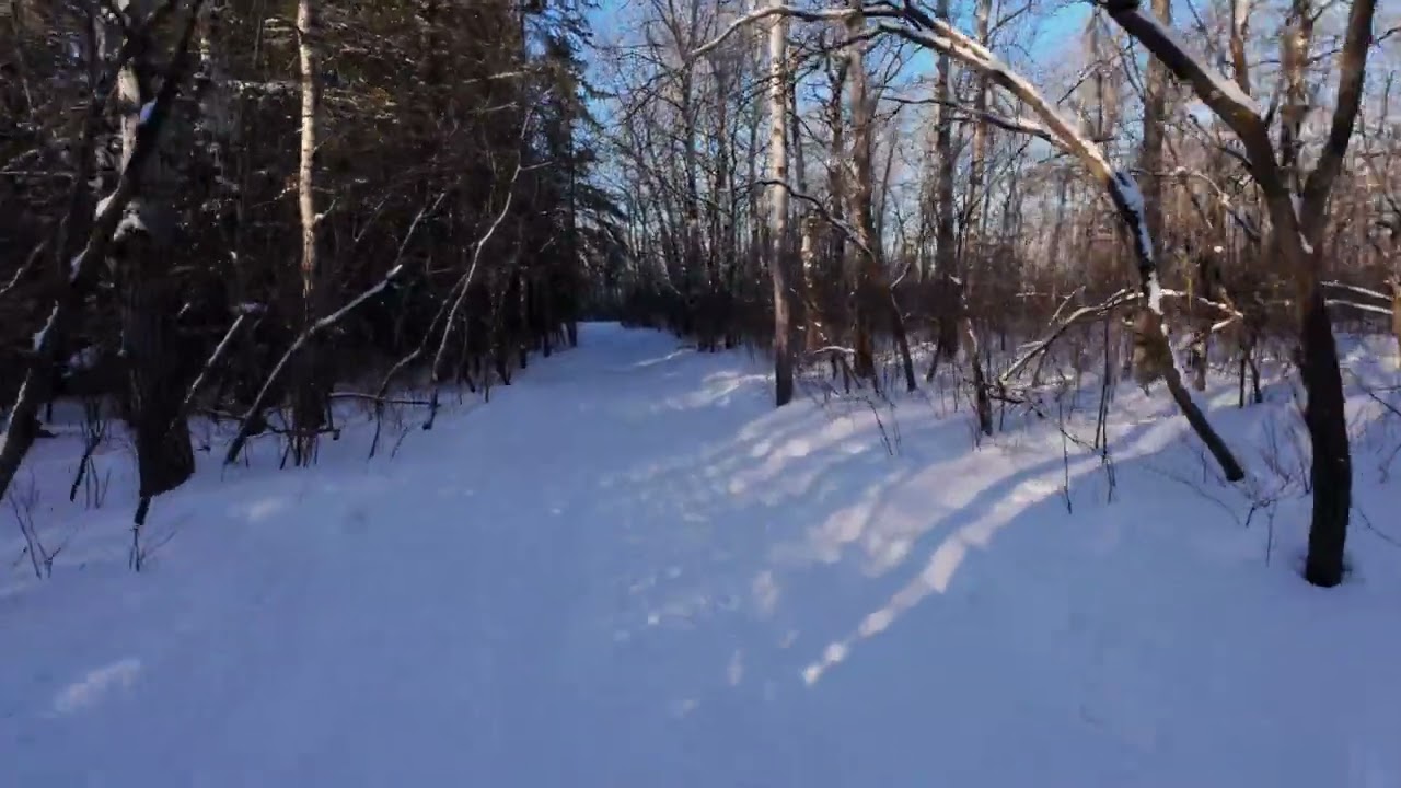 Cedar Bog, Birds Hill Provincial Park | A Quiet Winter Walk